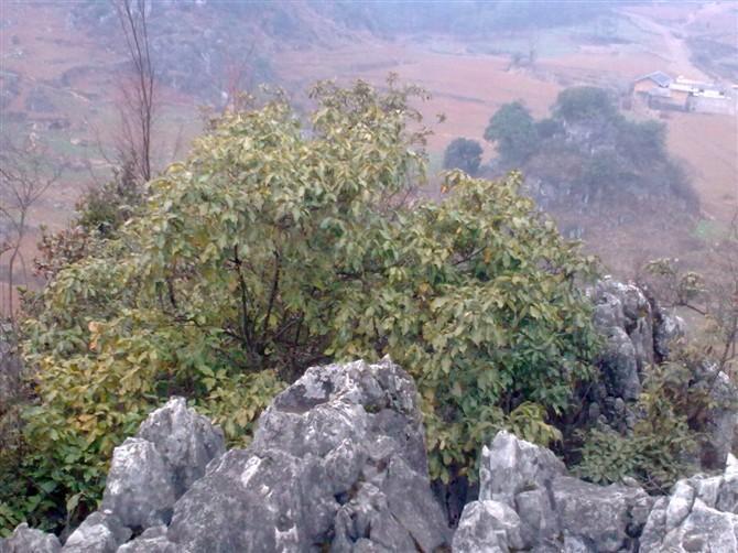 獻雞村 獻雞村