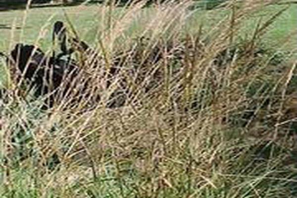 Sorghastrum nutans Sorghastrum nutans