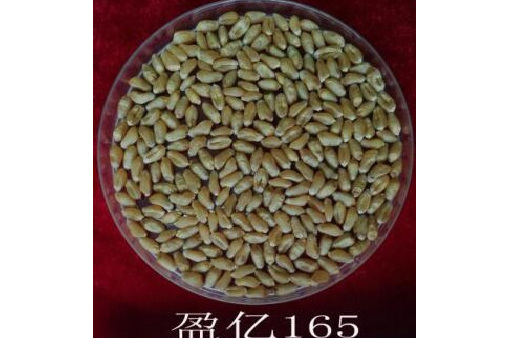 盈億165 盈億165