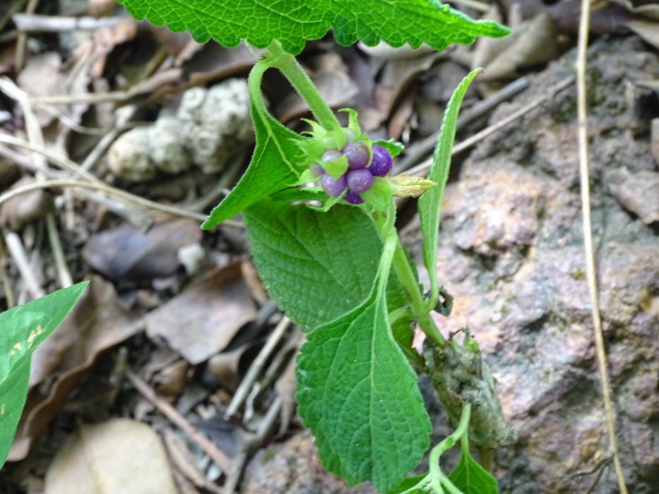 Lantana ukambensis