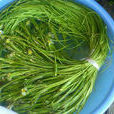 海菜(一種水鱉科水生植物) 海菜(一種水鱉科水生植物)