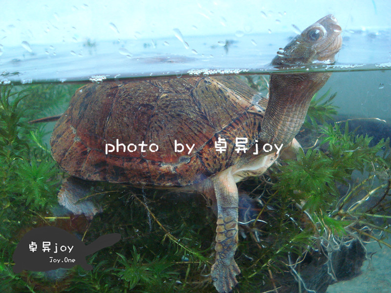成年雌性眼斑水龜
