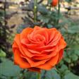 百味人生(薔薇屬月季栽培品種) 百味人生(薔薇屬月季栽培品種)
