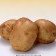 馬鈴薯(土豆)