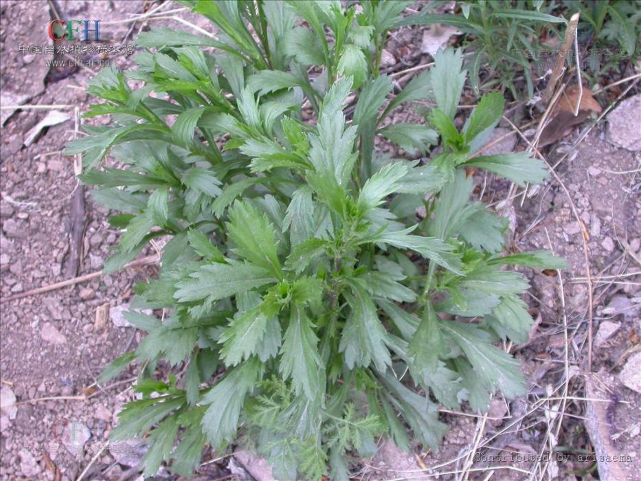 山西南牡蒿 山西南牡蒿