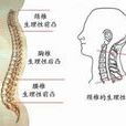 生理曲度 生理曲度