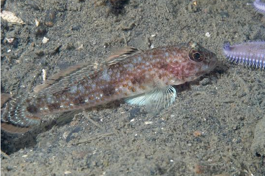粗棘鰕虎魚屬 粗棘鰕虎魚屬