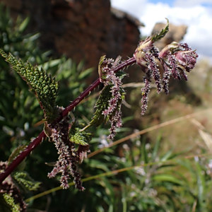 Urtica leptophylla