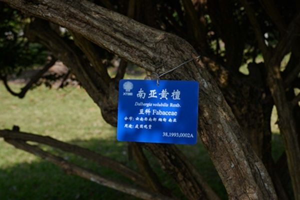 南亞黃檀 南亞黃檀