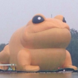 大金蟾 大金蟾
