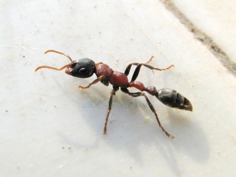 紅黑細長蟻