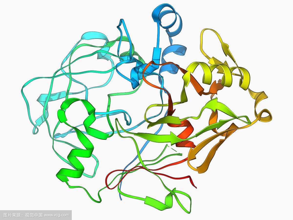 牛羧肽酶原酶
