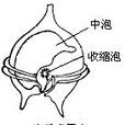 中泡 中泡