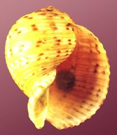 栗色鶉螺