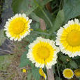 茼蒿菊 茼蒿菊