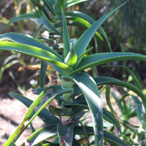 椰子蘆薈 椰子蘆薈