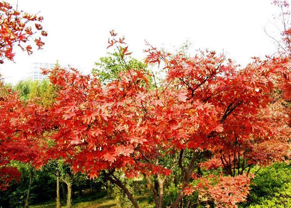 紅樹木 紅樹木