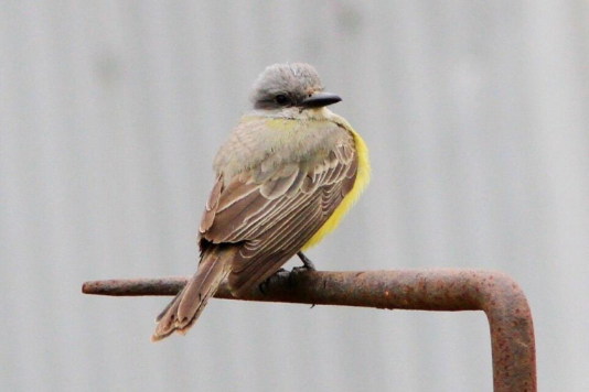王霸鶲(kingbird) 王霸鶲(kingbird)