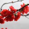 紅梅花 紅梅花