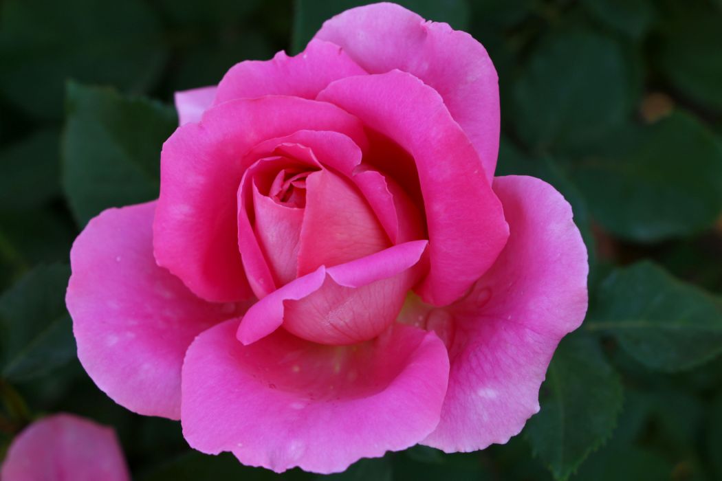 香戀(薔薇屬植物新品種) 香戀(薔薇屬植物新品種)
