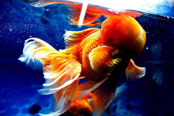 玉印頭魚 玉印頭魚