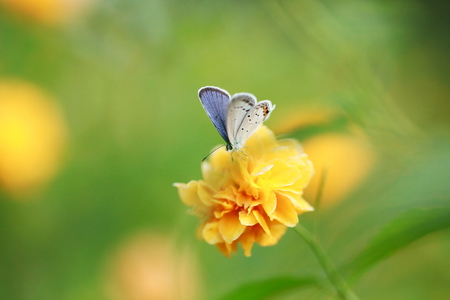 著名攝影師拍攝的灰蝶