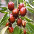 小棗 小棗