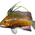 高體盔魚 高體盔魚