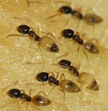 黑頭酸臭蟻（Tapinoma melanocephalum）的工蟻正在取食