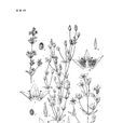 大籽獐牙菜 大籽獐牙菜