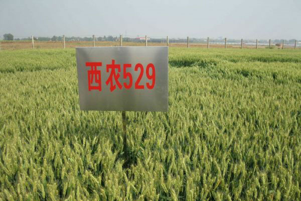 西農529 西農529