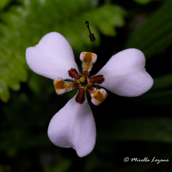 Hesperoxiphion huilense