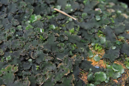 對葉苔屬 對葉苔屬