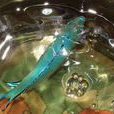 藍條石斑魚 藍條石斑魚