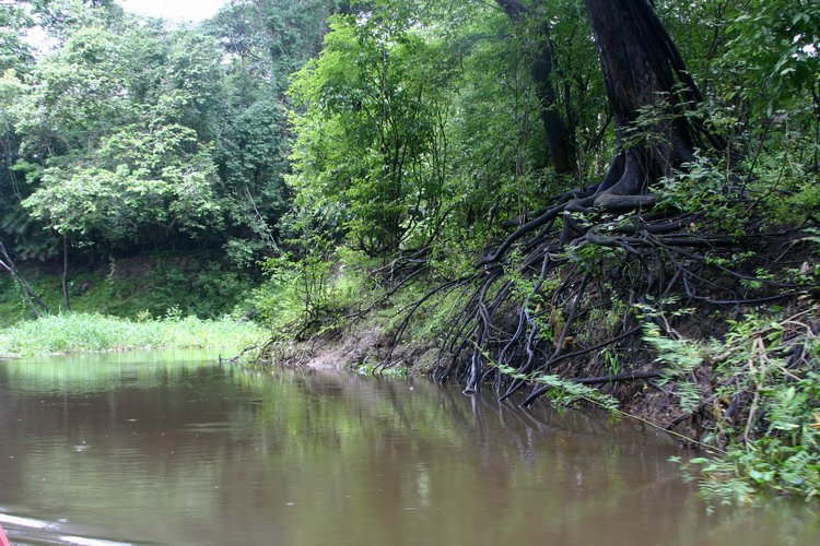 亞馬孫熱帶雨林中的生態多樣性