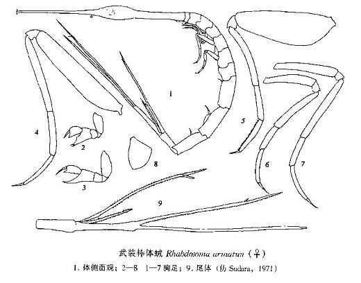 武裝棒體戎 武裝棒體戎