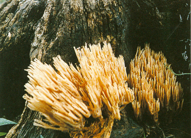 偏白枝瑚菌