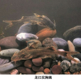 龍江紋胸鮡 龍江紋胸鮡