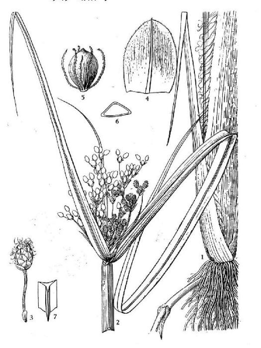 大藨草 大藨草