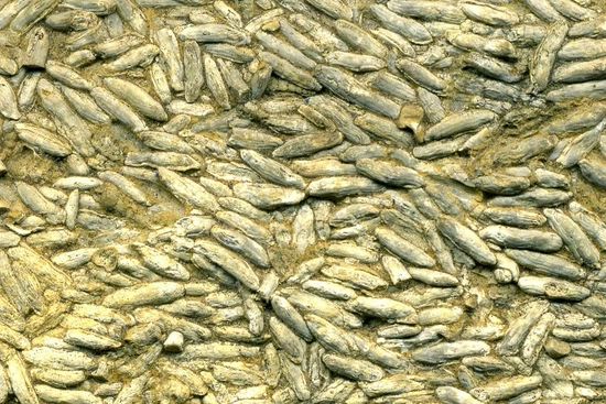 䗴(已經滅絕的單細胞生物) 䗴(已經滅絕的單細胞生物)