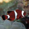 透紅小丑魚 透紅小丑魚