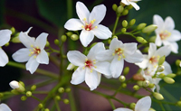 油桐花(植物物種油桐屬)