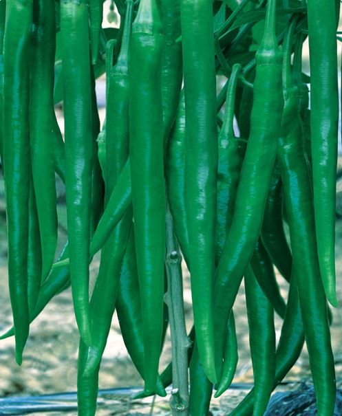 湘椒10號 湘椒10號