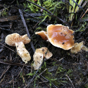 苔絲膜菌