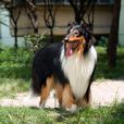 柯利牧羊犬(柯利犬)