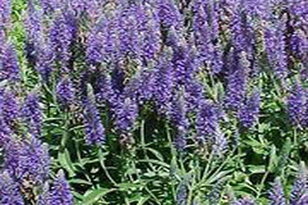 Veronica \x27Mann\x27s Variety\x27