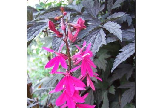 Lobelia × speciosa \x27Russian Princess\x27 Lobelia × speciosa \x27Russian Princess\x27