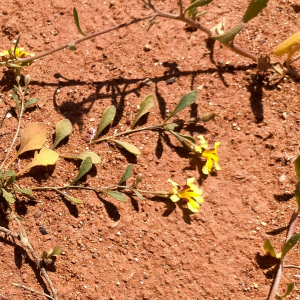 Goodenia maideniana