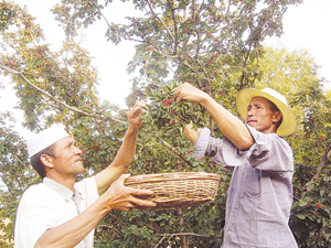 新添堡回族鄉農民在採摘花椒