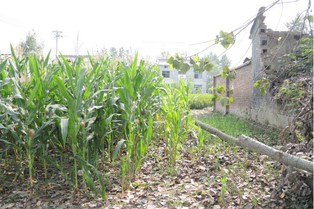 新農莊井 新農莊井